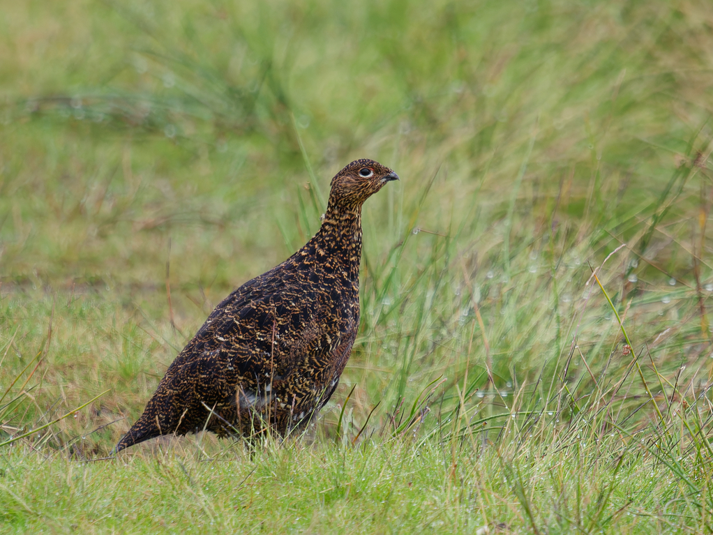 Photo of Red Grouse